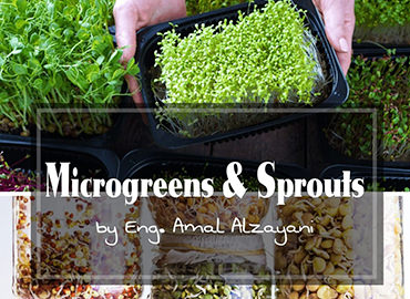 Microgreens & Sprouts