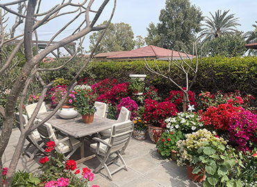 A visit to “king cup” winning garden