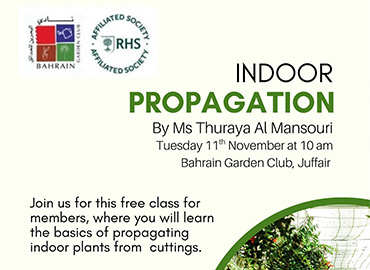 Indoor Plants Propagation