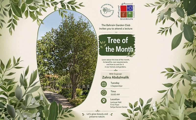 Tree of the Month “Coral Vine”